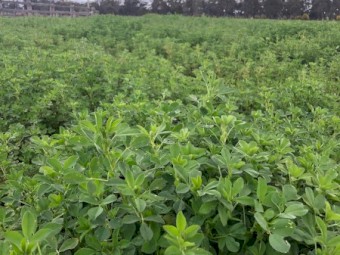 100 Lucerne Bales For Sale.