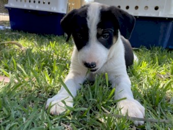Border Collie x 