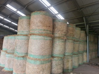 Rye Pasture Round Bales