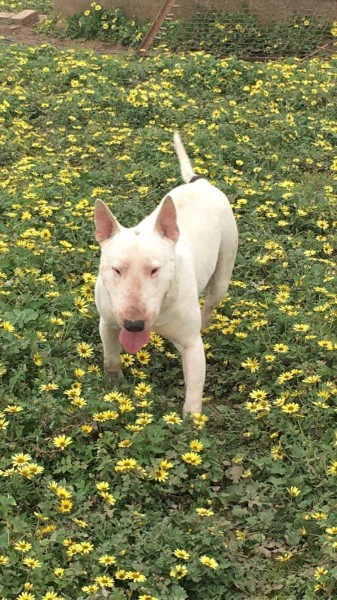 Beautiful 3yr old male bull terrier 