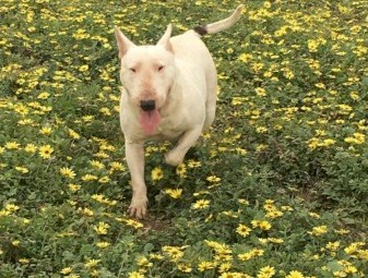 Beautiful 3yr old male bull terrier 