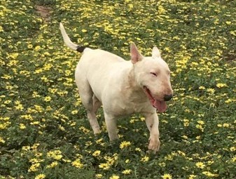 Beautiful 3yr old male bull terrier 