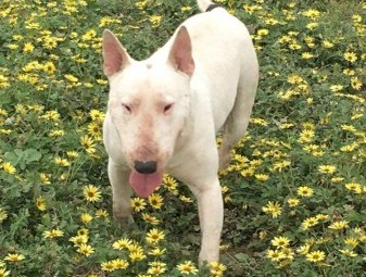 Beautiful 3yr old male bull terrier 