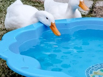 2 x Pekin Ducks Female