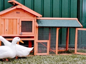 2 x Pekin Ducks Female