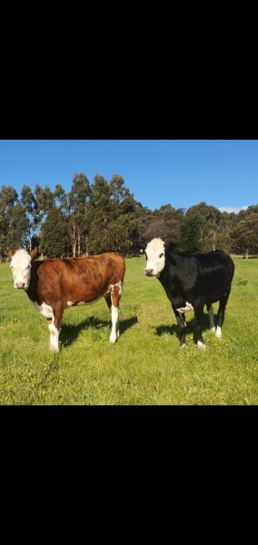 2 Friesian X Hereford Heifers