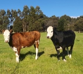 2 Friesian X Hereford Heifers