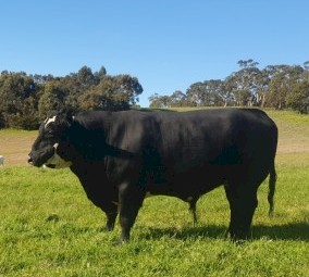 2 Friesian X Hereford Heifers