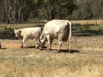 Murray Grey Cows & Calves *No GST Applies*