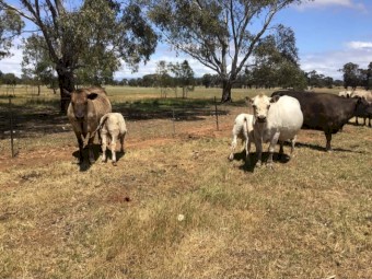 Murray Grey Cows & Calves *No GST Applies*
