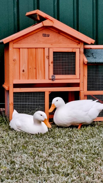 2 x Pekin Ducks Female