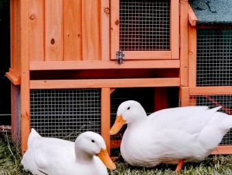 2 x Pekin Ducks Female