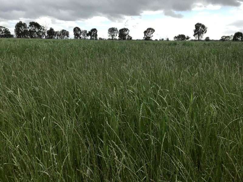 Shares - Rye Grass Hay
