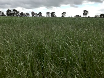 Shares - Rye Grass Hay