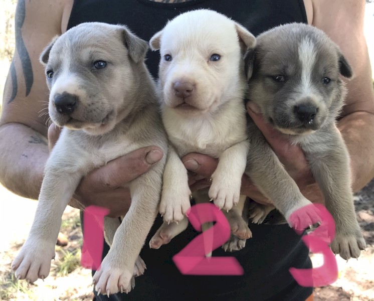 Kelpie X Pups