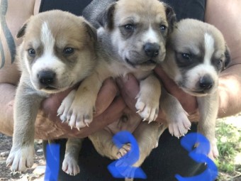 Kelpie X Pups