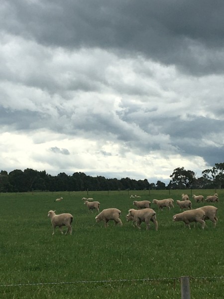 100 first cross ewe lambs