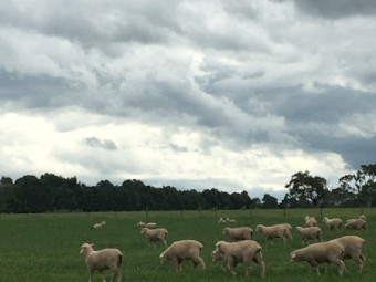 100 first cross ewe lambs