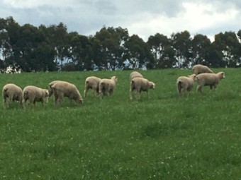 100 first cross ewe lambs