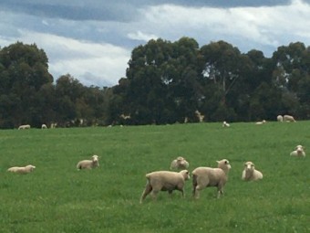 100 first cross ewe lambs