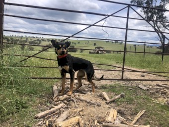 Working Kelpie
