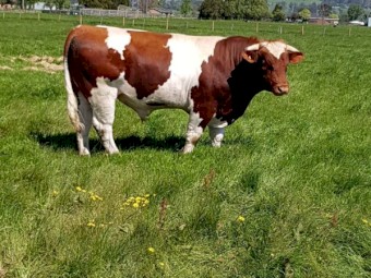 Maine Anjou Full French