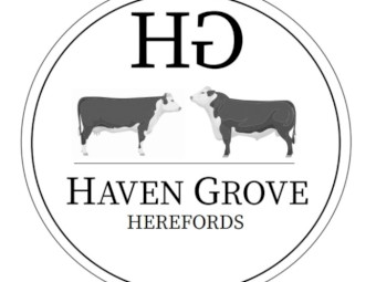 Hereford Stud Bull for Sale