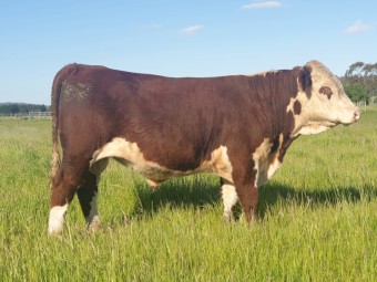 Hereford Stud Bull for Sale