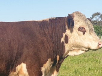 Hereford Stud Bull for Sale
