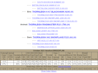 Hereford Stud Bull for Sale