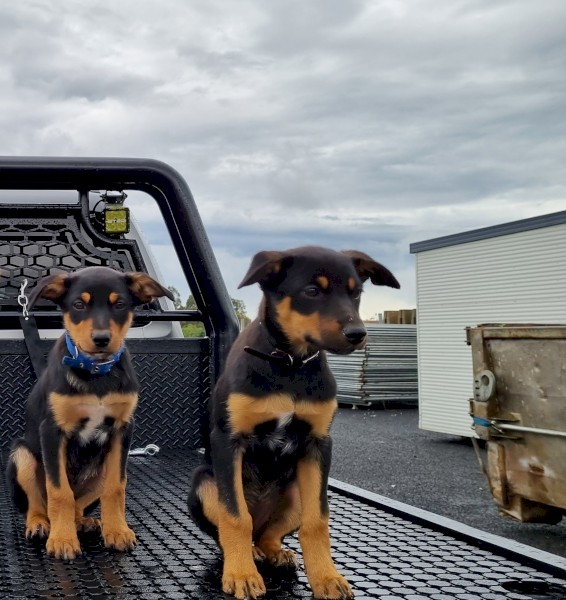 Pure Bred Kelpie Pups (Father From Stud)