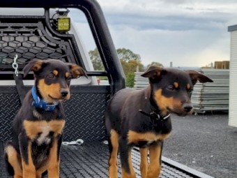 Pure Bred Kelpie Pups (Father From Stud)