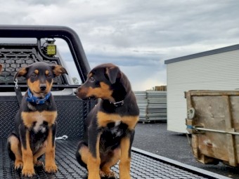 Pure Bred Kelpie Pups (Father From Stud)