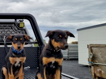 Pure Bred Kelpie Pups (Father From Stud)