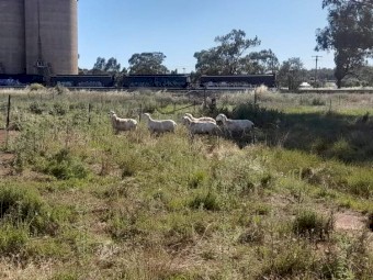 Dorper ewes
