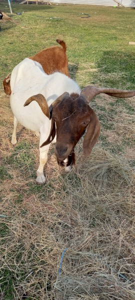 Male boer goat