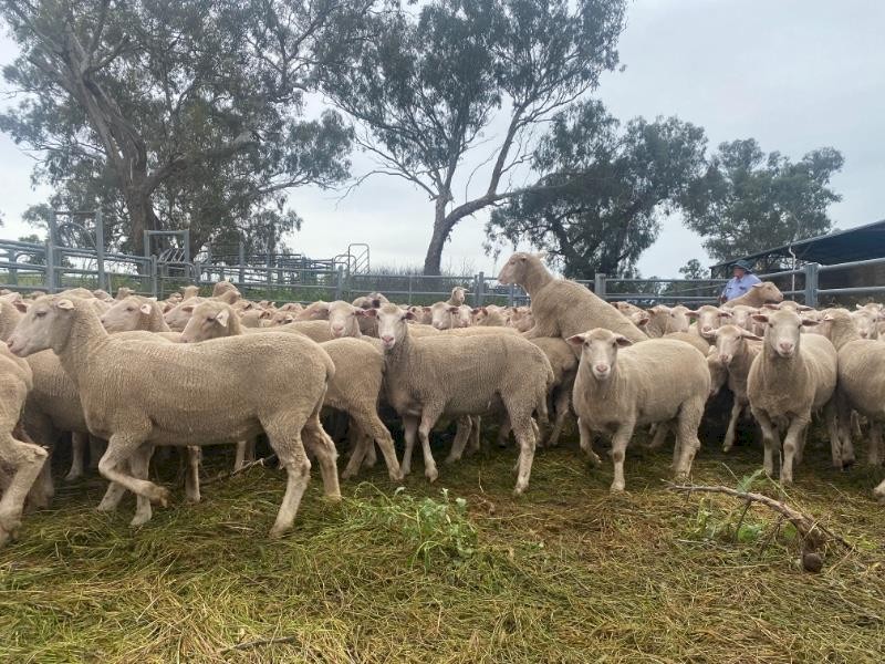 208 White Suffolk / Poll Merino ewe lambs and hogget's running with Charollais rams