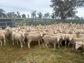 208 White Suffolk / Poll Merino ewe lambs and hogget's running with Charollais rams