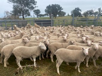 208 White Suffolk / Poll Merino ewe lambs and hogget's running with Charollais rams