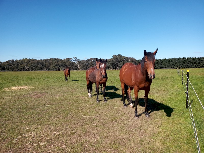 WANTED Agistment 20 acres to lease