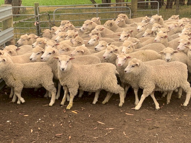 300 Composite ewe lambs