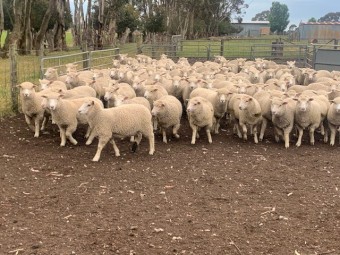 300 Composite ewe lambs