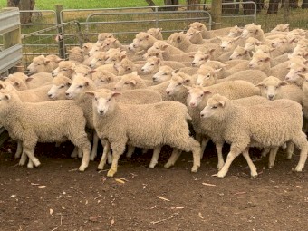 300 Composite ewe lambs