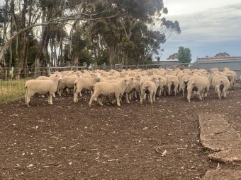 300 Composite ewe lambs