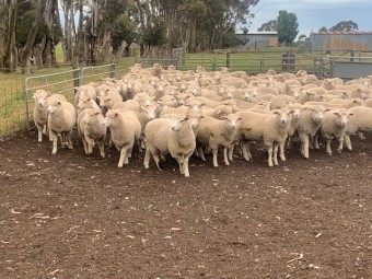 300 Composite ewe lambs