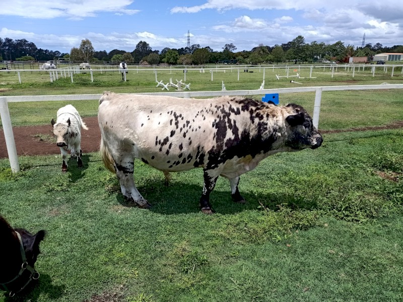 4 y/o Galloway Breeding pair + 8 w/o f/m calf
