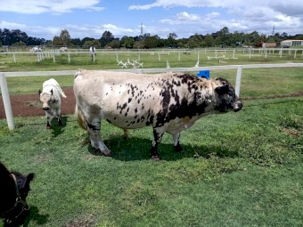 4 y/o Galloway Breeding pair + 8 w/o f/m calf