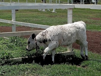 4 y/o Galloway Breeding pair + 8 w/o f/m calf