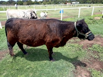4 y/o Galloway Breeding pair + 8 w/o f/m calf