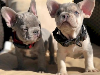 Cute Healthy Frenchie Puppies